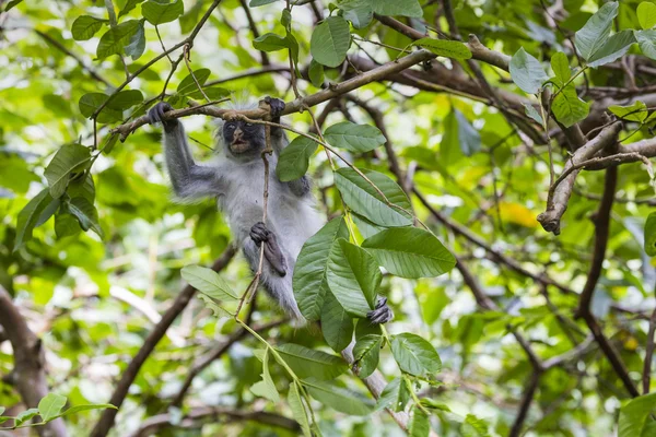 Scimmia colobus rossa di Zanzibar in pericolo (Procolobus kirkii), Joza — Foto Stock