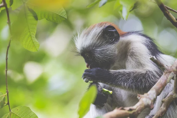 Zanzibári colobus majom (Procolobus kirkii), veszélyeztetett Joza — Stock Fotó