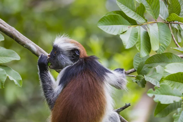 Endangered Zanzibar red colobus monkey (Procolobus kirkii), Joza — Stock Photo, Image