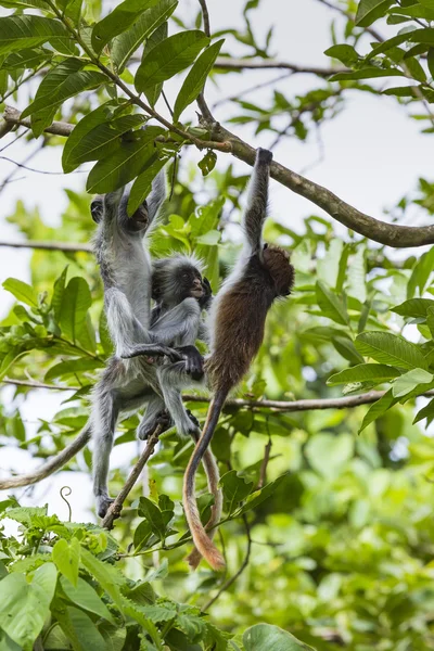 Zagrożone Zanzibar red colobus małpa (Procolobus kirkii), Joza — Zdjęcie stockowe