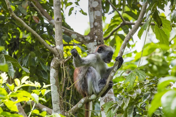 Scimmia colobus rossa di Zanzibar in pericolo (Procolobus kirkii), Joza — Foto Stock