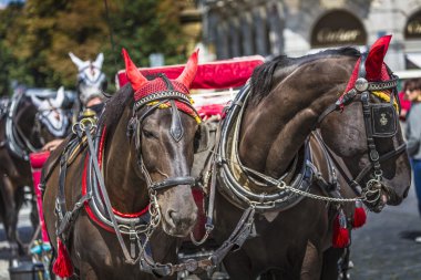 Prag'daki eski Meydanı'nda turistler için bekleyen at arabası.