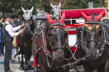 Prag'daki eski Meydanı'nda turistler için bekleyen at arabası.