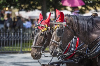 Prag'daki eski Meydanı'nda turistler için bekleyen at arabası.