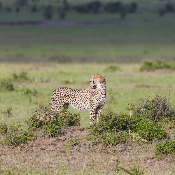 Un guepardo (Acinonyx jubatus) en la Reserva Nacional Masai Mara — Foto de Stock