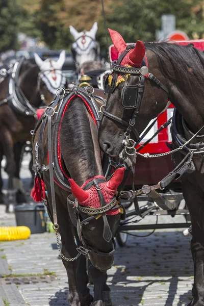 Pferdekutsche wartet auf Touristen auf dem alten Platz in Prag. — Stockfoto