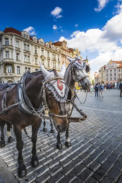 Transport de chevaux en attente pour les touristes sur la vieille place de Prague . — Photo