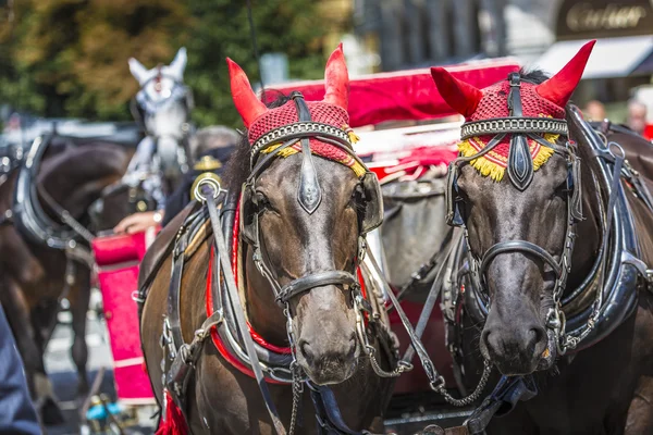 Prag'daki eski Meydanı'nda turistler için bekleyen at arabası.