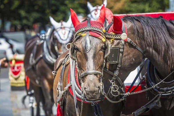 Horse Carriage waiting for tourists at the Old Square in Prague. — Stock Photo, Image