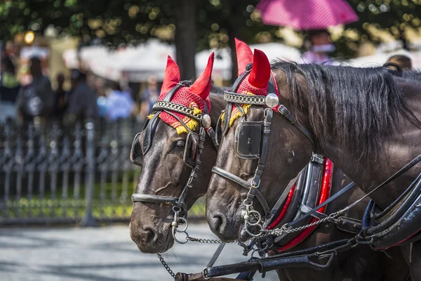 Horse Carriage waiting for tourists at the Old Square in Prague. — Stock Photo, Image