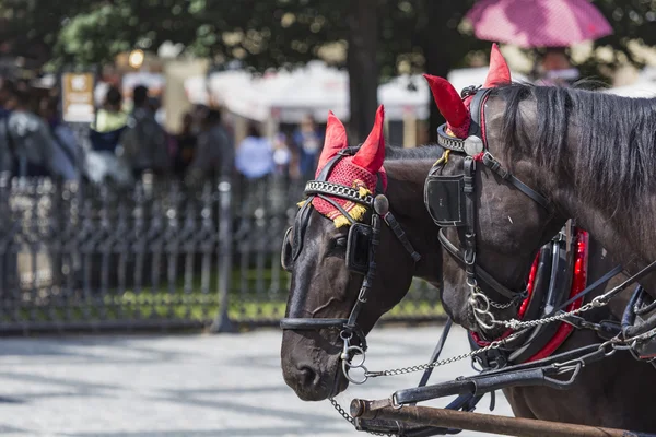 Horse Carriage waiting for tourists at the Old Square in Prague. — Stock Image Horse Carriage waiting for tourists at the Old Square in Prague. Stock Picture