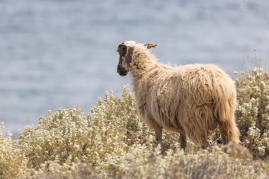 Aile içi sheeep n dağlar Yunan Akdeniz Adası Girit.