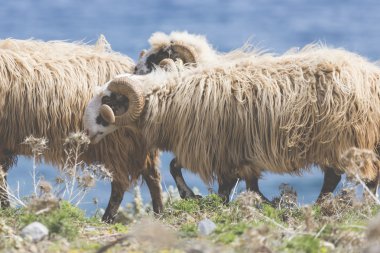 Aile içi sheeep n dağlar Yunan Akdeniz Adası Girit.