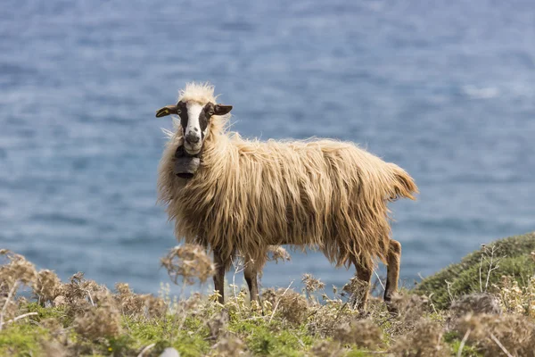 Domestic sheeep n mountains on Greek Mediterranean island Crete. — Stock Photo, Image