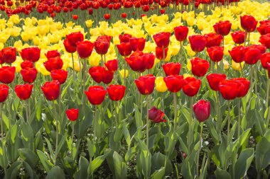 kırmızı ve sarı laleler