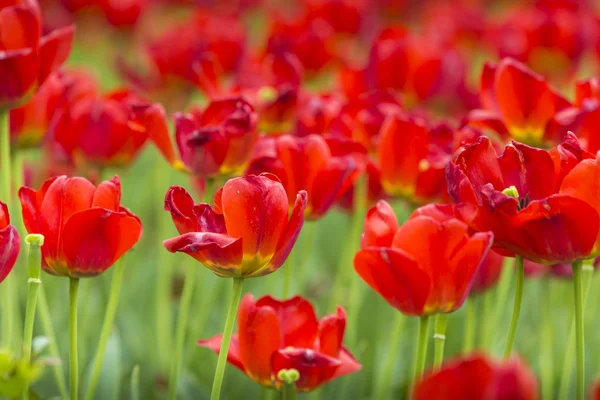 Skupina červených tulipánů v parku. Jarní krajina. — Stock fotografie