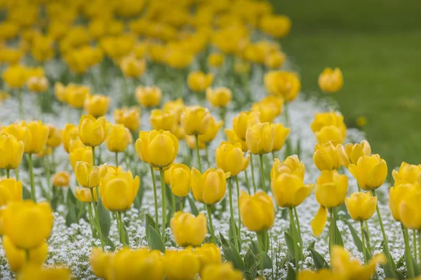 Tulipanes amarillos cerca de fondo —  Fotos de Stock