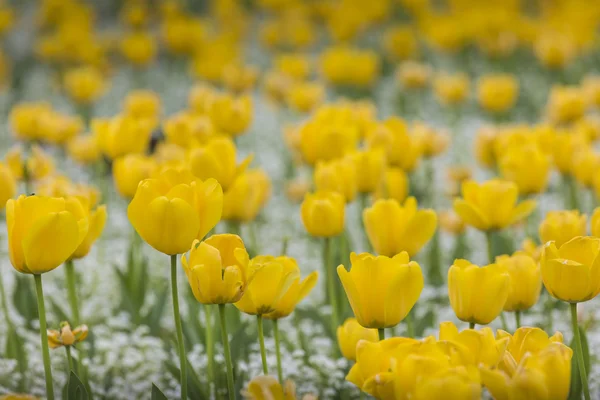 Žluté tulipány zblízka pozadí — Stock fotografie