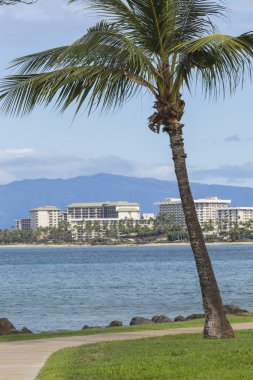 Hindistan cevizi hurma ağacı Hawaii'deki kauai kumlu plaj