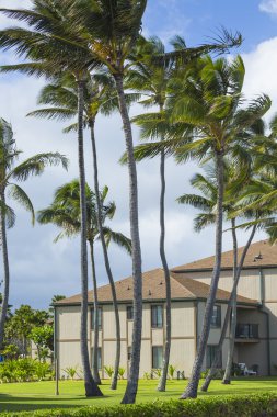 Hindistan cevizi hurma ağacı Hawaii'deki kauai kumlu plaj