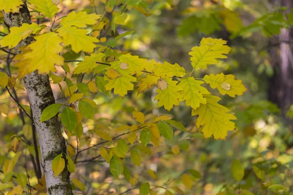 Herbst trockene Ahornblätter — Stockfoto