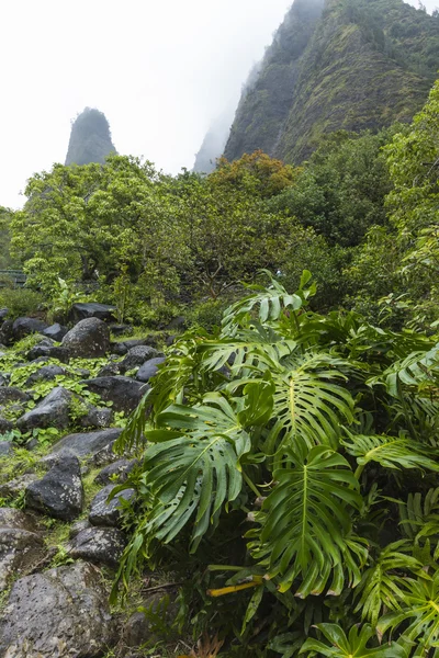 Iao Valley State Park on Maui Hawaii — Stock Photo, Image