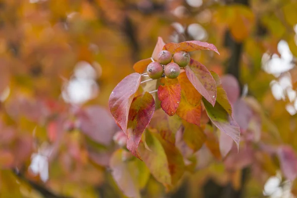 Feuilles des arbres rouges d'automne — Photo