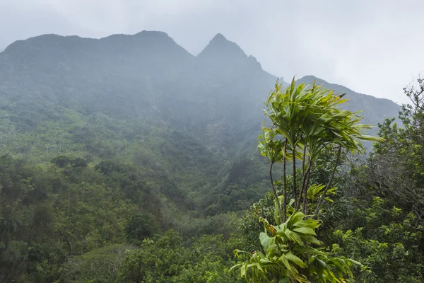 Taman Nasional Lembah Iao di Maui Hawaii — Stok Foto