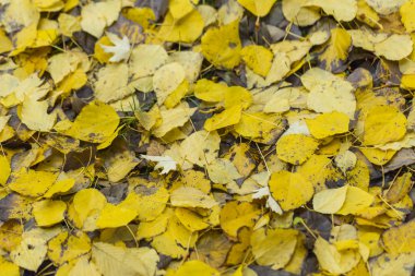 Sarı yapraklar gibi doğa altın bakmak.