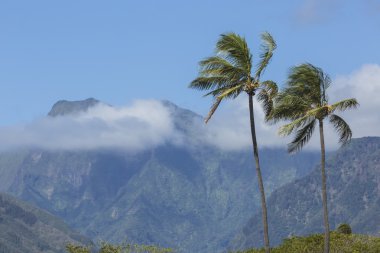 Hindistan cevizi hurma ağacı Hawaii'deki kauai kumlu plaj