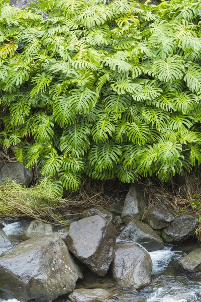 IAO valley state park på maui, hawaii — Stockfoto