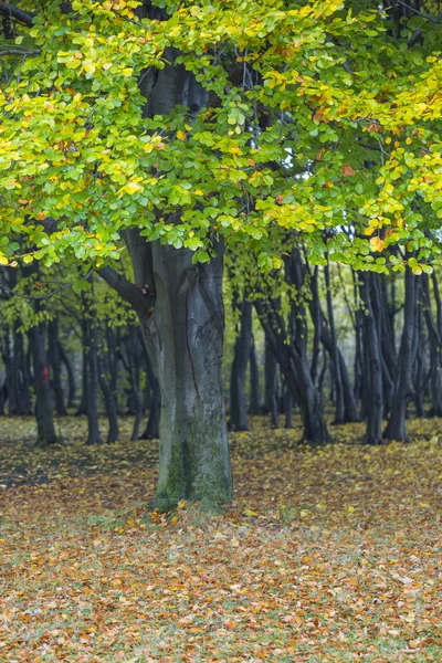 Güzel park ağaç üzerine yaz — Stok fotoğraf