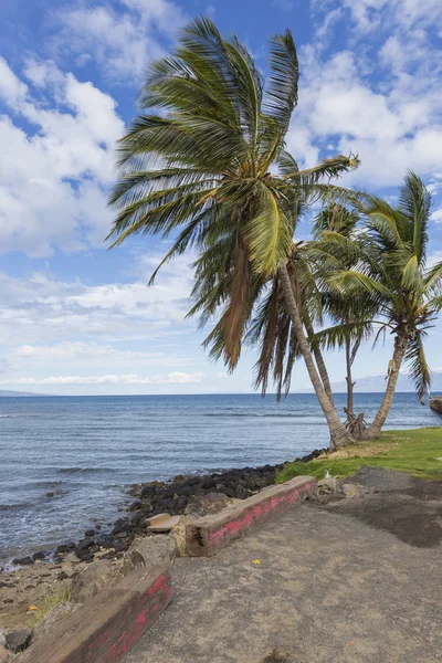 Hindistan cevizi hurma ağacı Hawaii'deki kauai kumlu plaj — Stok fotoğraf