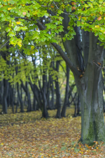 Krásný park strom — Stock fotografie