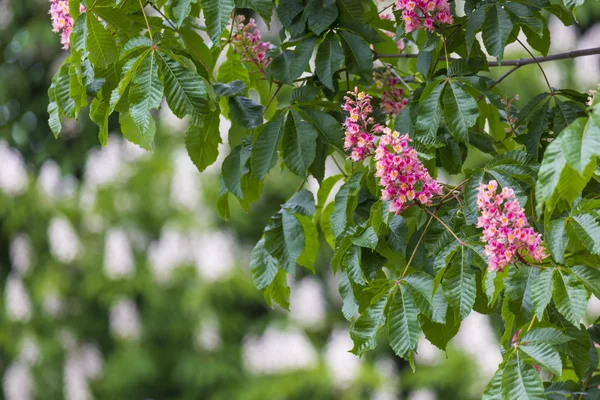 Chesnut flowers on the tree — Stock Photo, Image