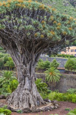 Icod de, palmiye ağaçları arasında ünlü Ejder ağacı (Dracaena draco) 