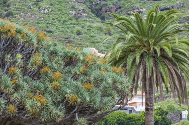 Icod de, palmiye ağaçları arasında ünlü Ejder ağacı (Dracaena draco) 