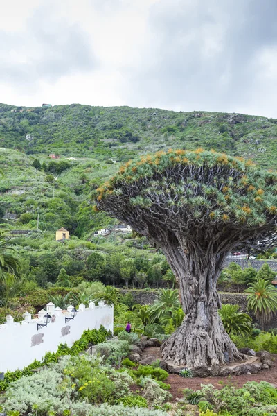 Známý strom dračí (Dracaena draco) mezi palmami v Icod de — Stock fotografie