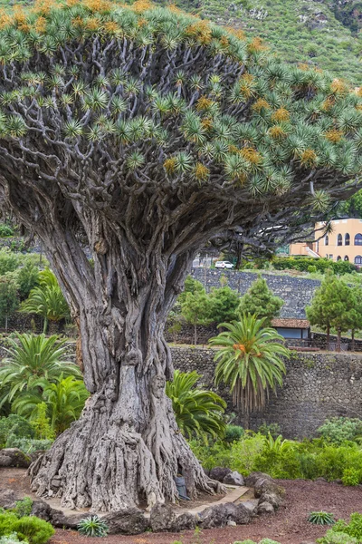 Árvore do dragão famoso (Dracaena draco) entre palmeiras no Icod de — Fotografia de Stock