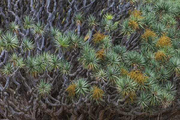 Árvore do dragão famoso (Dracaena draco) entre palmeiras no Icod de — Fotografia de Stock