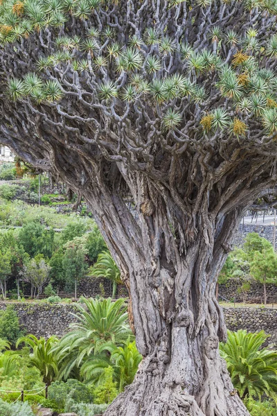 Famoso albero del drago (Dracaena draco) tra le palme di Icod de — Foto Stock