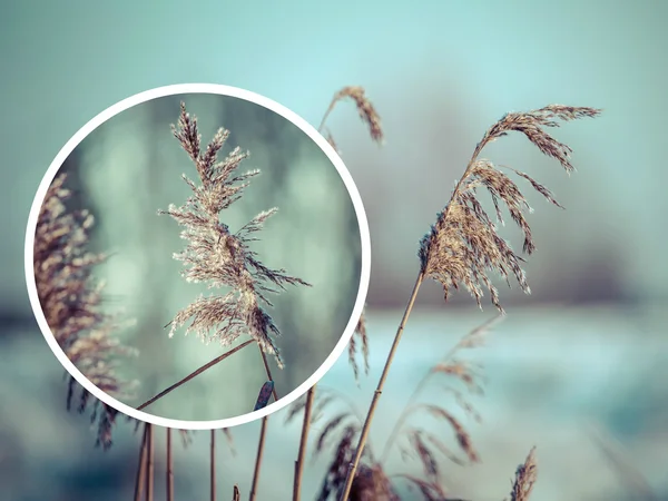 Colagem de grama de inverno - (minhas fotos ) — Fotografia de Stock