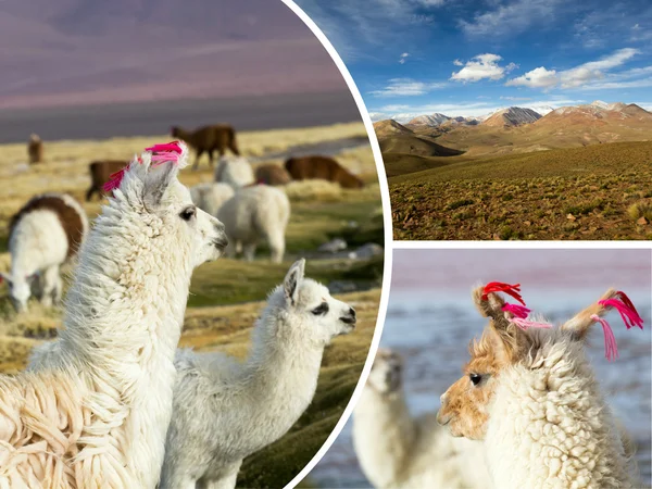 Collage von Bildern aus Bolivien - Reisehintergrund (meine Fotos) — Stockfoto