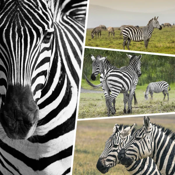 Collage van Zebra's uit Tanzania - reizen achtergrond (mijn foto 's) — Stockfoto
