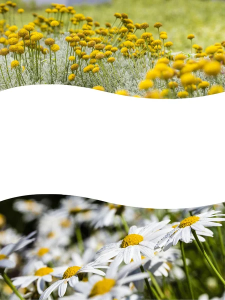 Collage de flores de primavera — Foto de Stock