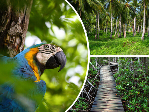 Collage of Tropical island in Colombia images - travel backgroun