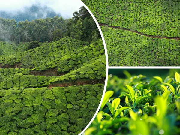Collage of  tea plantations in Munnar ( India ) images - travel