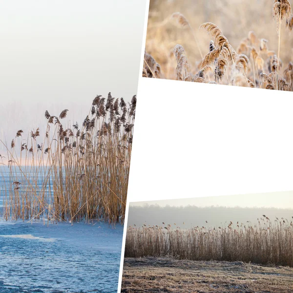 Collage av vinter gräs - (mina bilder) — Stockfoto