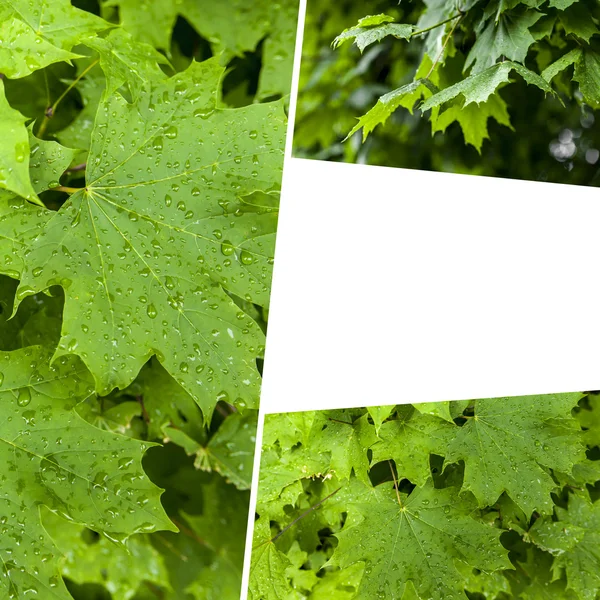 Collage af grøn natur blade . - Stock-foto