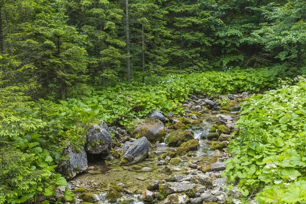 폴란드 산-Tatra 산에서에서 산 스트림. Tatra — 스톡 사진